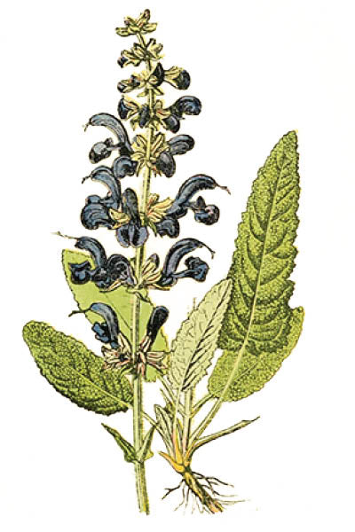 Clary Sage