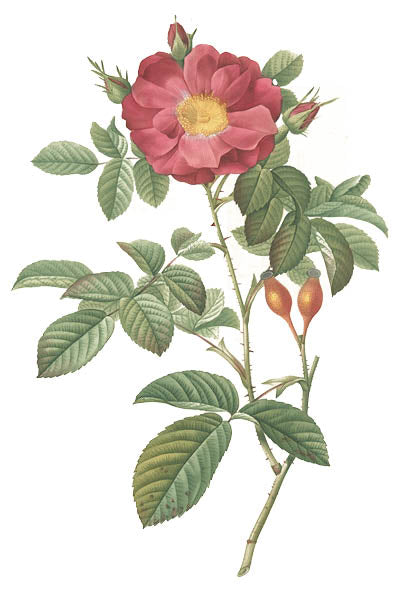 Rose Water