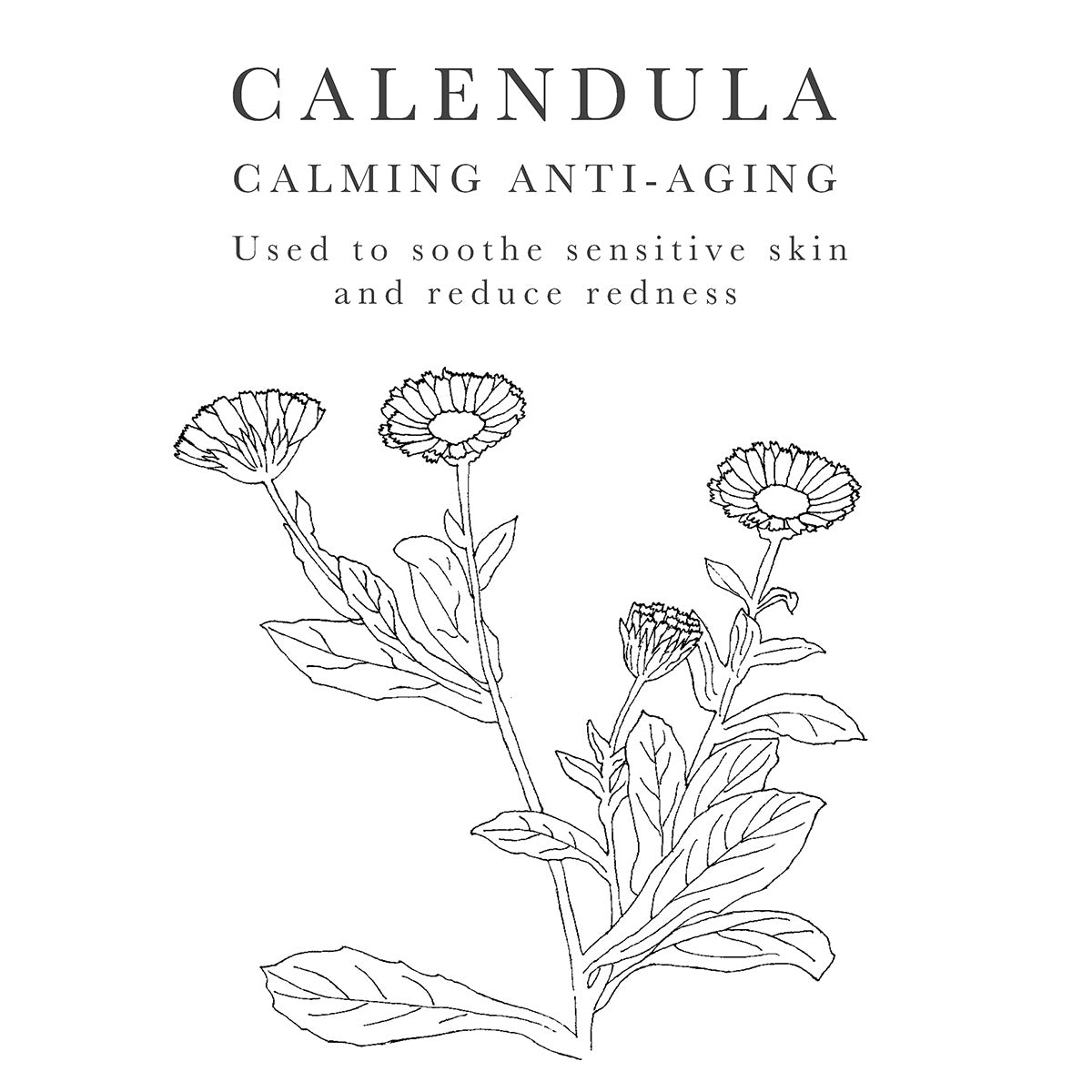Calendula - an extract to reduce redness and calm flareups