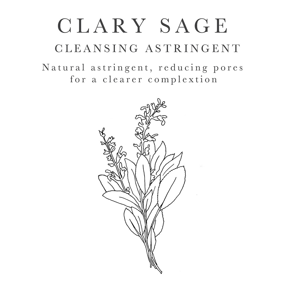 Clary Sage natural astringent to clear complexion