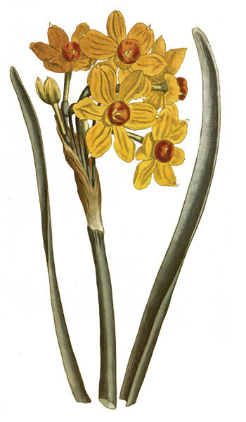 Narcissus Bulb
